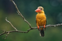 Lednacek gurial - Pelargopsis capensis - Stork-billed Kingfisher 0096